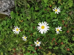 Leucanthemum vulgare