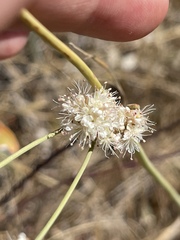 Eriogonum nudum