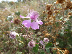 Rubus creticus