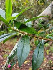 Baccharis brachylaenoides