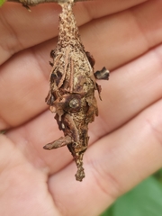 Thyridopteryx ephemeraeformis