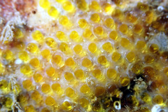 Lepidoblennius marmoratus