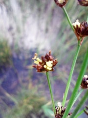 Juncus alpinoarticulatus