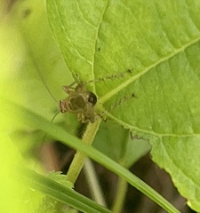 Anaxipha exigua