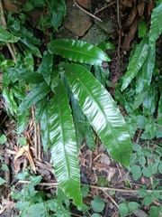 Asplenium scolopendrium