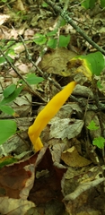 Clavulinopsis