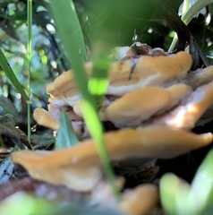 Bondarzewia berkeleyi