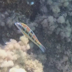 Thalassoma pavo