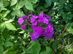 Phlox