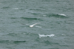 Chroicocephalus ridibundus