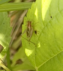 Anaxipha exigua
