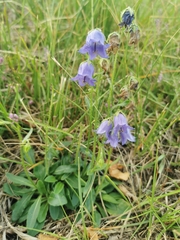 Campanula barbata