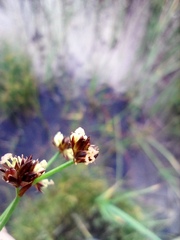 Juncus alpinoarticulatus