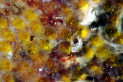Lepidoblennius marmoratus