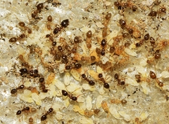 Nylanderia jaegerskioeldi