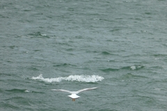 Chroicocephalus ridibundus