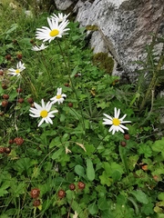 Leucanthemum vulgare