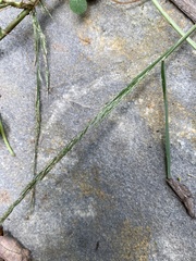 Muhlenbergia schreberi