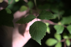 Rubus allegheniensis