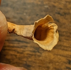 Podoscypha petalodes