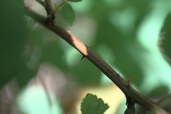 Rubus allegheniensis