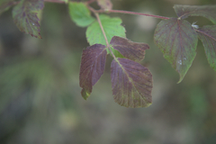 Rubus allegheniensis