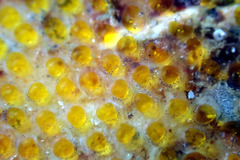 Lepidoblennius marmoratus