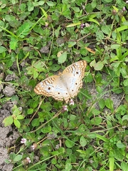 Anartia jatrophae