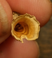 Podoscypha petalodes