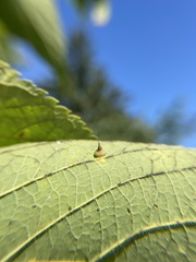 Celticecis spiniformis