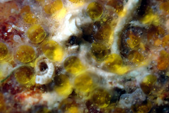 Lepidoblennius marmoratus
