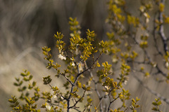 Larrea cuneifolia