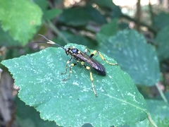 Hepiopelmus variegatorius