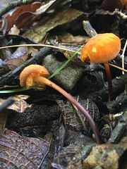 Marasmius sullivantii