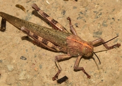 Anacridium aegyptium