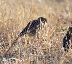 Euplectes progne