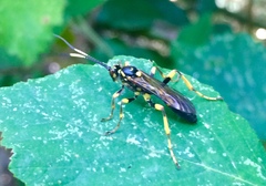 Hepiopelmus variegatorius