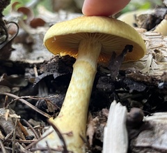Leprocybe