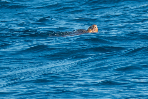 Loggerhead Sea Turtle photographed in Rhode Island