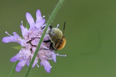 Sericomyia