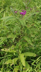 Vernonia noveboracensis