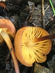 Marasmius sullivantii