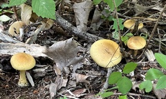 Leprocybe