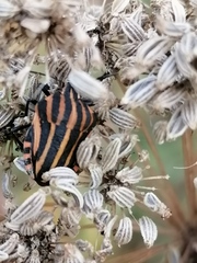 Graphosoma italicum italicum