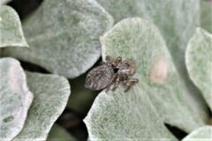 Habronattus altanus