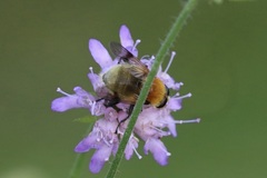 Sericomyia