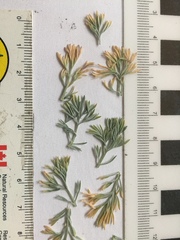 Artemisia frigida