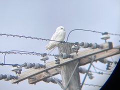 Bubo scandiacus