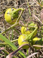 Solanum dimidiatum