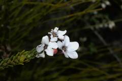 Adenandra
